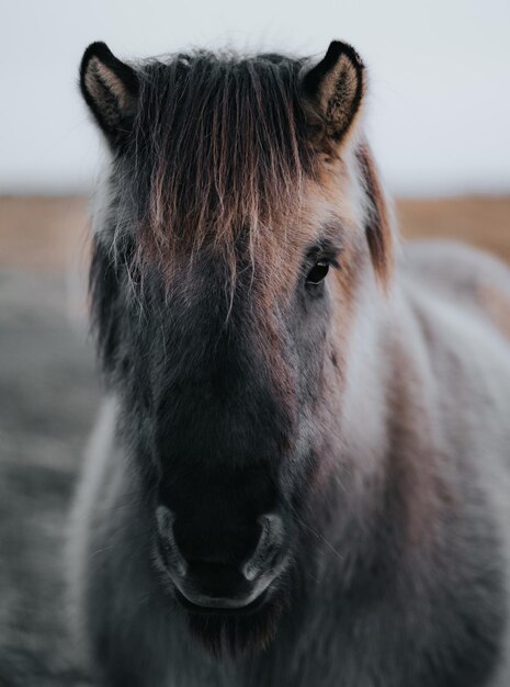 写真 馬のクローズアップポートレート