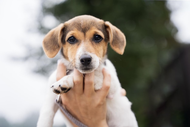 写真 愛らしい小さなジャック ラッセル テリア子犬の肖像画を間近で家のペットの新しい動物の友達と一緒に屋外散歩