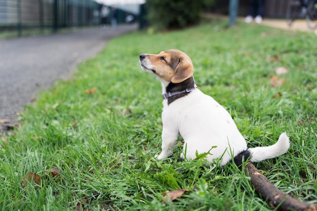 写真 愛らしい小さなジャック ラッセル テリア子犬の肖像画を間近します。