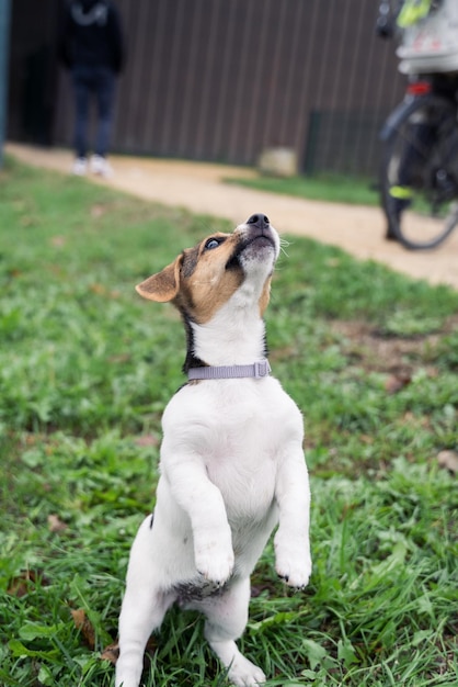 写真 屋外の芝生の上に座っている愛らしい小さなジャック ラッセル テリア子犬の肖像画を間近します。