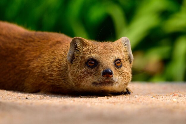 写真 動物のクローズアップ肖像画