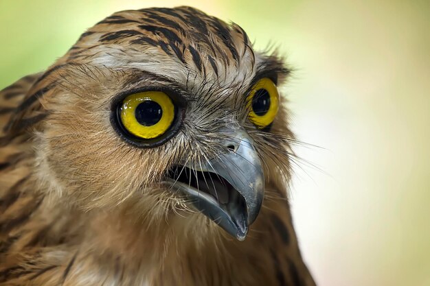 写真 鳥のクローズアップポートレート