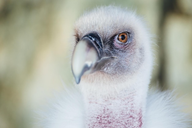 写真 鳥のクローズアップ肖像画