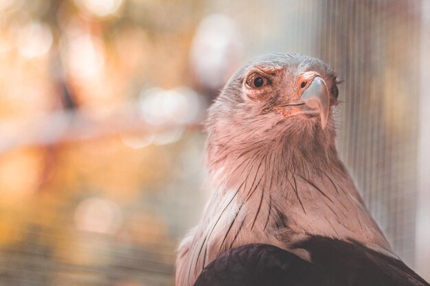 写真 鳥のクローズアップポートレート