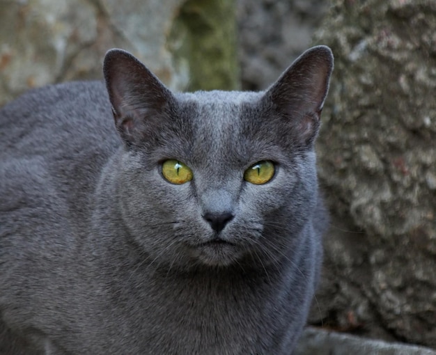 写真 黒猫のクローズアップポートレート