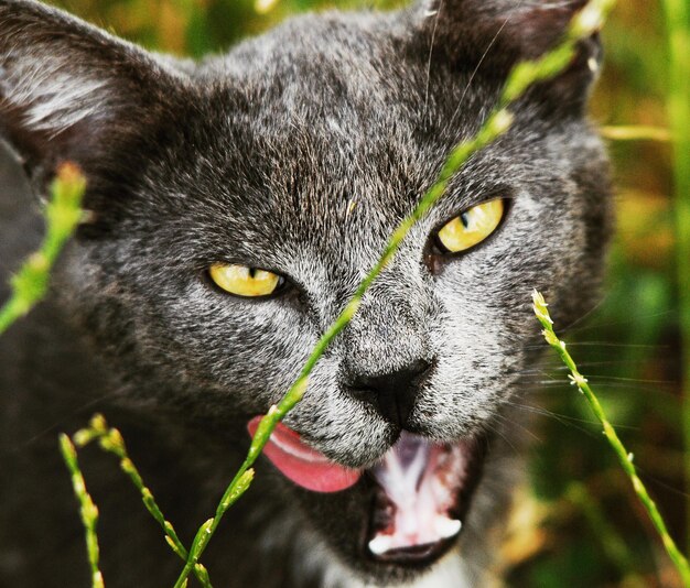 写真 黒い猫のクローズアップ肖像画