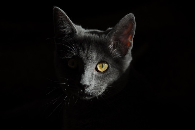 写真 黒猫のクローズアップポートレート