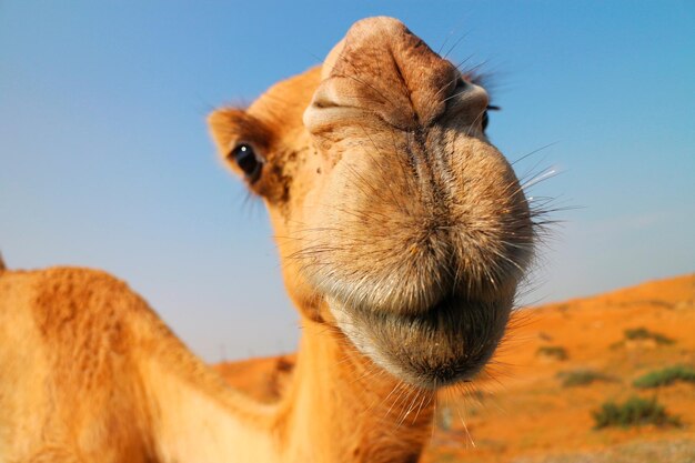 Фото Портрет верблюда в крупном плане на чистом небе