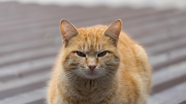 写真 カメラ、ソチ、ロシアで見ている猫の肖像画を閉じます。