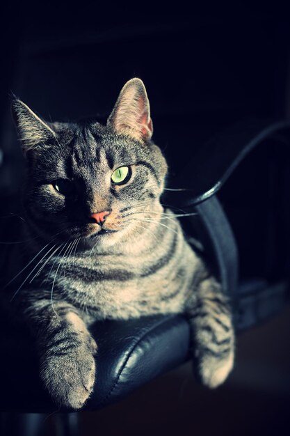 写真 家でリラックスしている猫のクローズアップポートレート