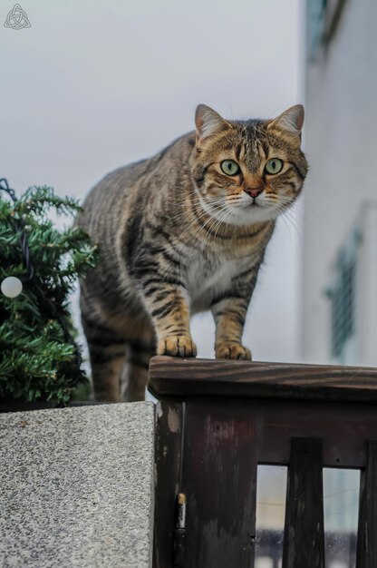 写真 猫が座っているクローズアップの肖像画