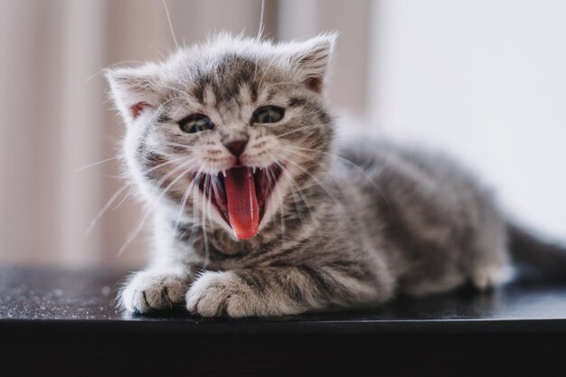 Фото Портрет кошки с открытым ртом