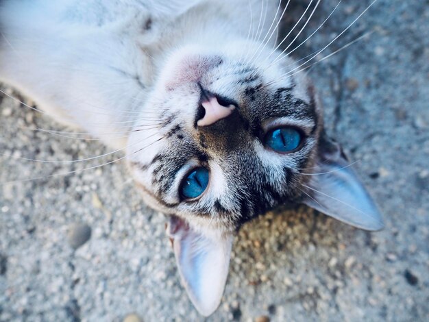 写真 猫のクローズアップポートレート