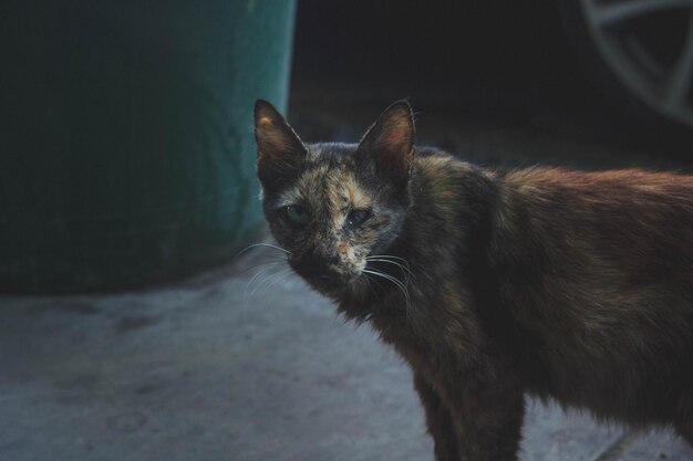 Фото Портрет кошки вблизи