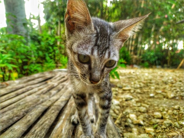 Фото Портрет кошки вблизи