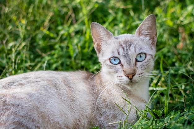 사진 고양이 의 클로즈업 초상화