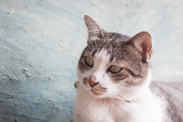 写真 猫のクローズアップポートレート