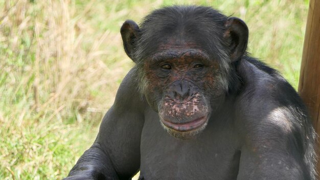 写真 動物園の陸上のチンパンジーのクローズアップ肖像画