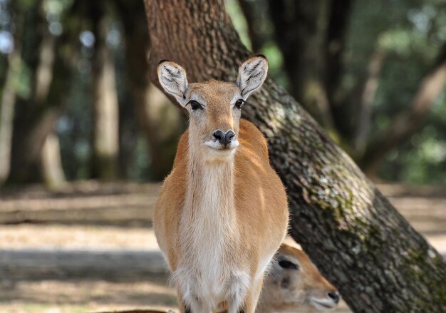 写真 鹿 の クローズアップ 肖像