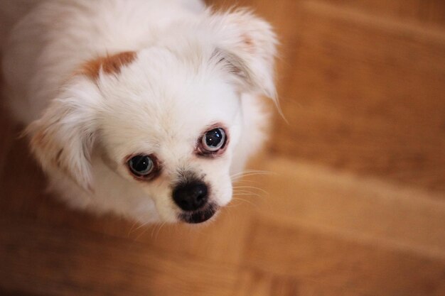 写真 家にいる犬のクローズアップポートレート