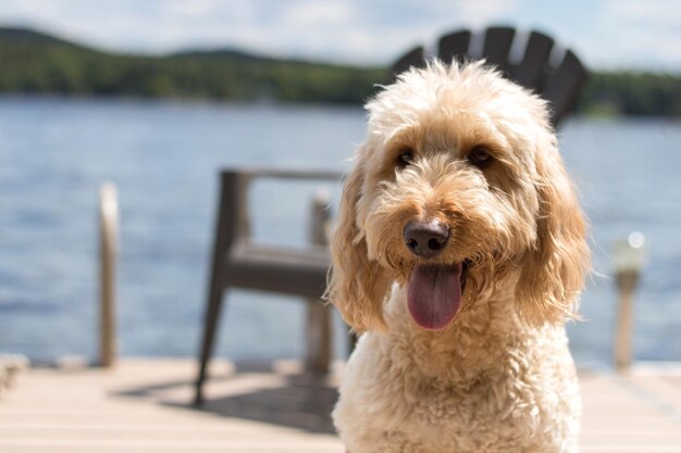 写真 空に照らされた海の犬のクローズアップ肖像画