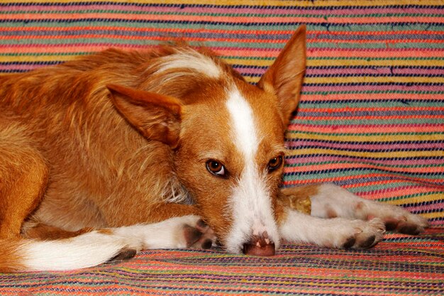 写真 屋内でリラックスしている犬のクローズアップ肖像画