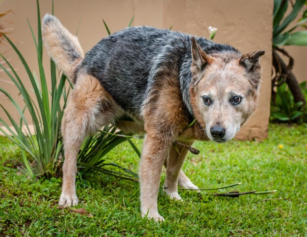 写真 草の上に立っている犬のクローズアップ肖像画