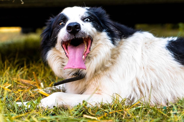 写真 草の上で吠える犬のクローズアップ肖像画