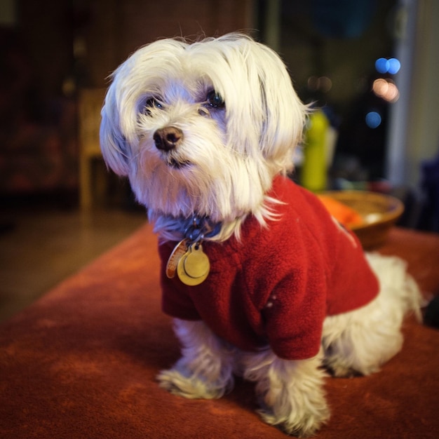 写真 犬のクローズアップポートレート