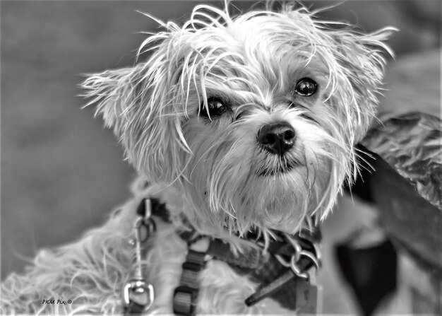 写真 犬のクローズアップポートレート