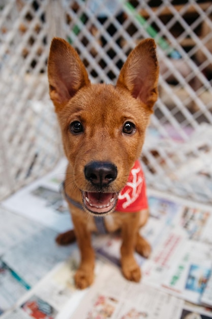 写真 犬のクローズアップポートレート