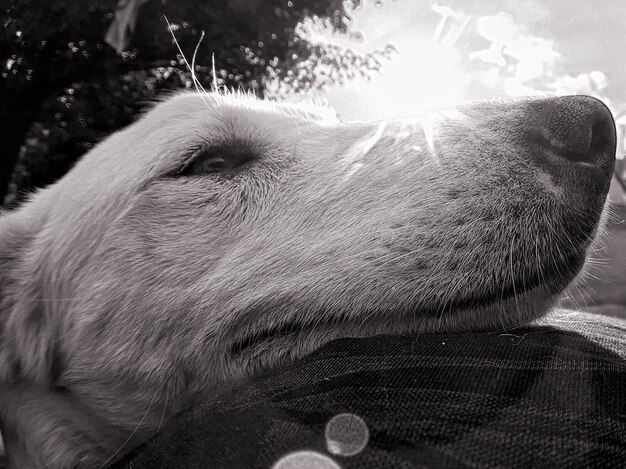 写真 犬のクローズアップ肖像画