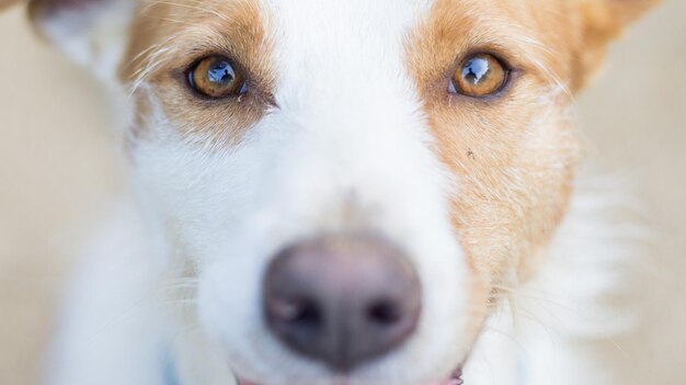 写真 犬のクローズアップ肖像画