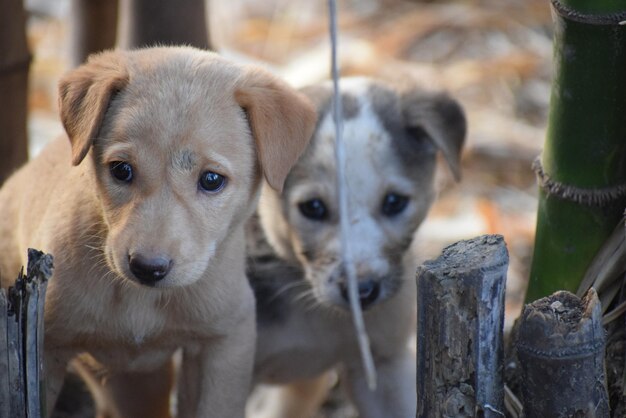 写真 犬のクローズアップポートレート