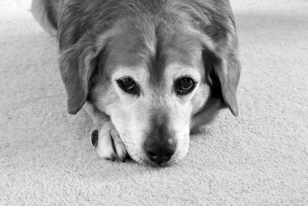 写真 犬のクローズアップポートレート