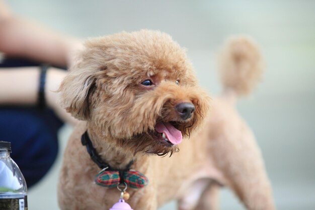 写真 犬のクローズアップポートレート