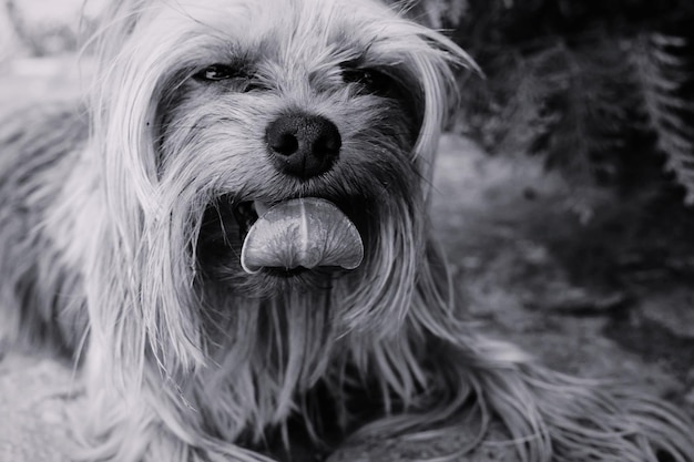 写真 犬のクローズアップポートレート