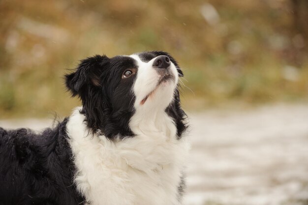 写真 犬のクローズアップポートレート