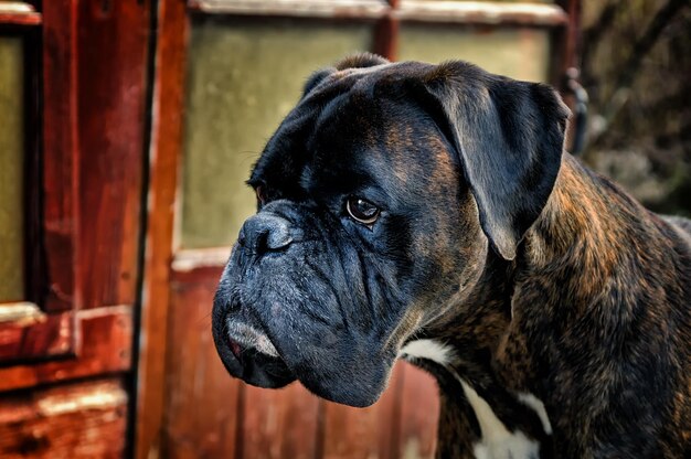 写真 犬のクローズアップポートレート