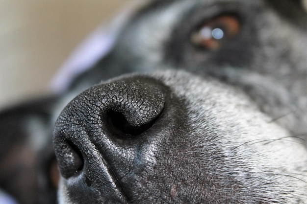 写真 犬のクローズアップポートレート