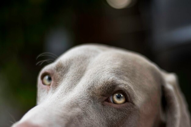 写真 犬のクローズアップポートレート