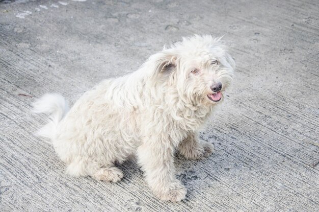 写真 犬のクローズアップ肖像画