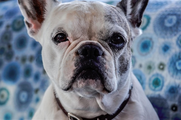 写真 犬のクローズアップポートレート