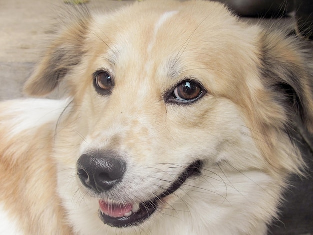 写真 犬のクローズアップポートレート