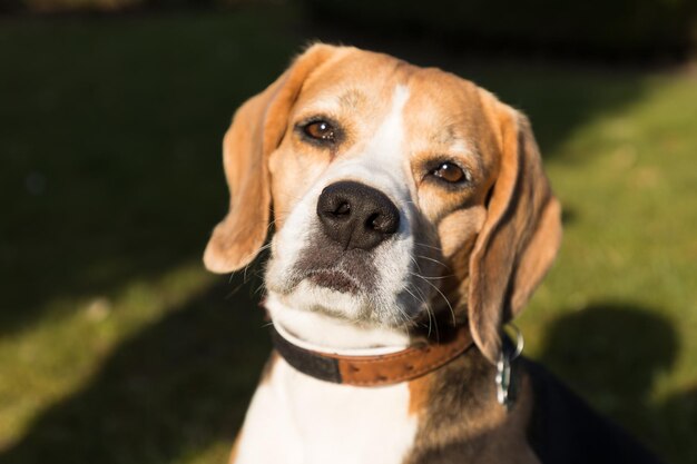 写真 犬のクローズアップポートレート