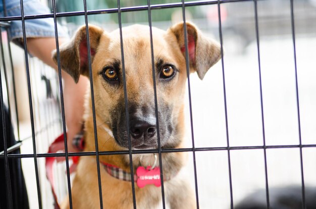 写真 犬のクローズアップ肖像画