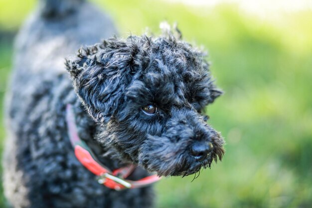 写真 犬のクローズアップポートレート