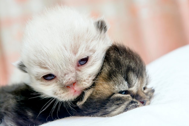 写真 ベッド上の子猫のクローズアップポートレート