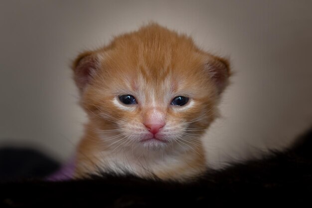 写真 子猫のクローズアップポートレート