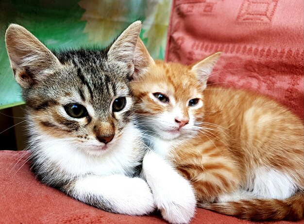 写真 子猫のクローズアップポートレート